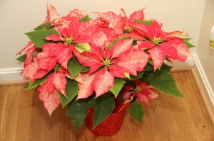 "Special" variety from last year's Poinsettia Sale