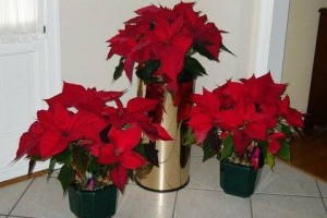 Red_Poinsettas