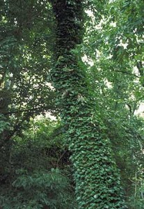 English_Ivy_1