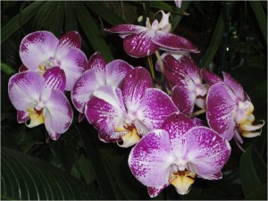 orchids