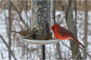 winter birds and feeder