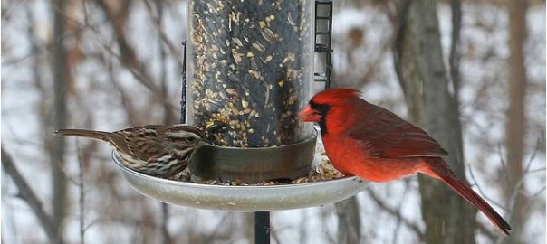 winter birds and feeder
