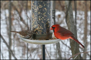 winter birds and feeder w border