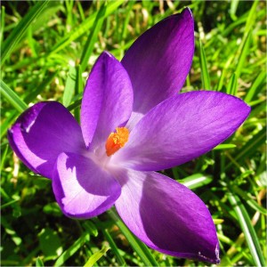 crocus flower