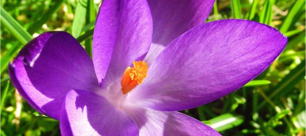 crocus flower