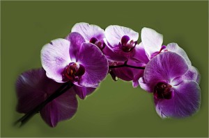 orchids photo