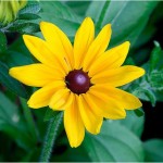 Black-Eyed_Susan photo