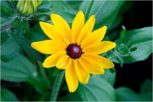 Black-Eyed_Susan photo