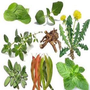 healing herbs2