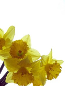 daffodils