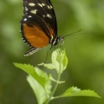Brookside-butterfly039-204x300