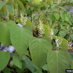 Japanese_knotweed