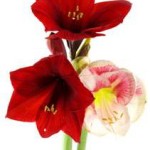 amaryllis