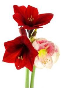 amaryllis