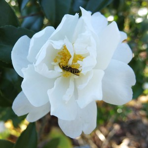 Camellia Winters Waterlily with bee