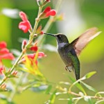 ruby-throated hummingbird