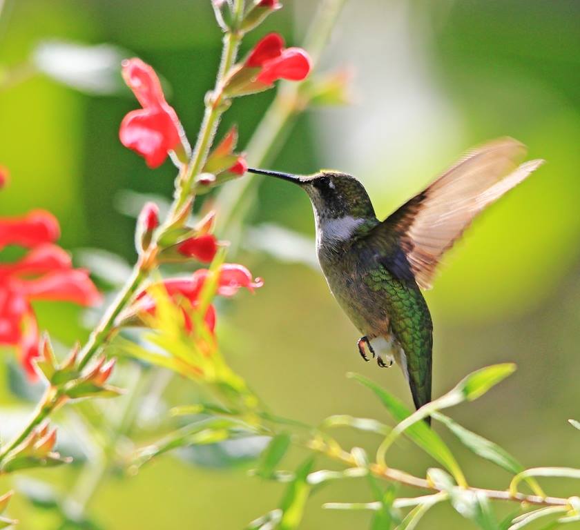 ruby-throated hummingbird