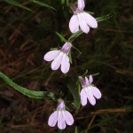 Canbys Lobelia