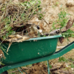 composting