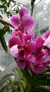 Orchid from US Botanical Garden, Washington, DC