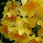 yellow_orchids