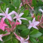 5_5_2013-Native-azalea-'Delaware-Blue'-smaller