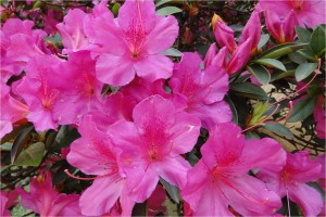 azaleas