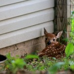 fawn