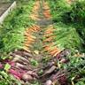 vegetable_garden