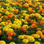 marigolds