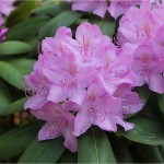 rhododendron