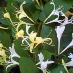 honeysuckle flowers