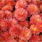 orange mums