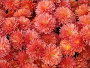 orange mums