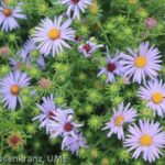 Aster_UME