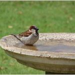 birdbath