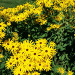 black-eyed susans_cropped