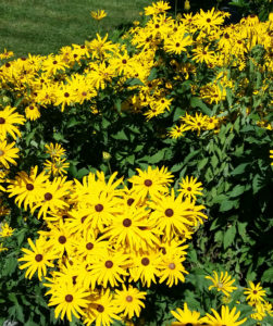 black-eyed susans_cropped