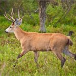 deer_with_antlers