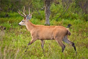 deer_with_antlers