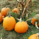 pumpkins_horiz