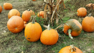 pumpkins