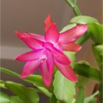 christmas_cactus