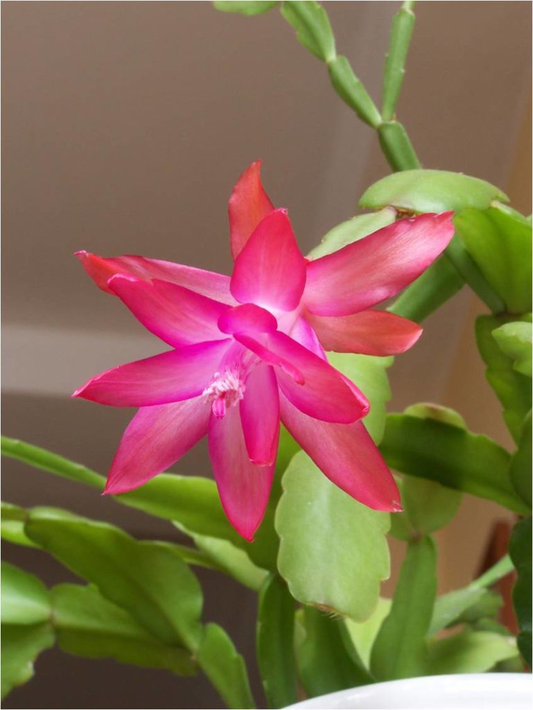 christmas_cactus