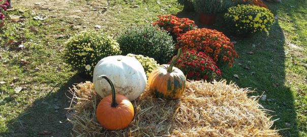 pumpkins-and-flowers