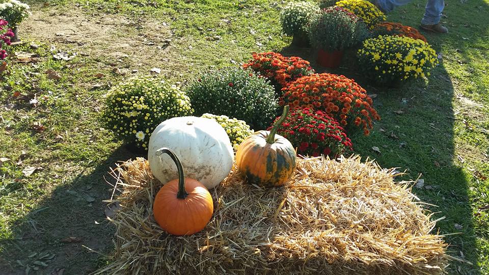 pumpkins-and-flowers