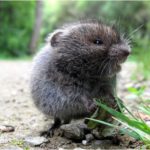 vole