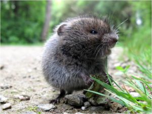 vole