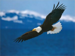 flying_eagle