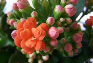 calanchoe